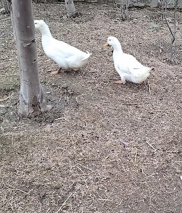 Ağ ördəklər – 2 ədəd balari satisida var.5m - Rəng: tam ağ lələklər