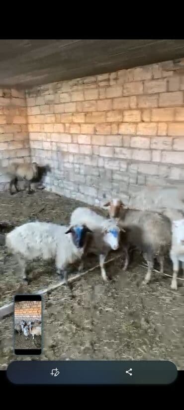 quba qoyun: Boğaz qoyunlardı — 3