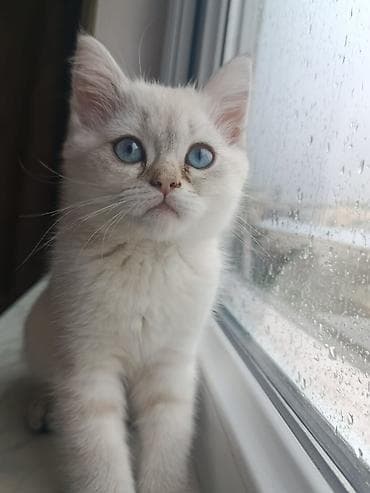 pişiy: Balaca pişik balaları – evdə böyüdülmüş, mehriban və oyuncaqlarla — 5