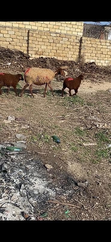balaca cuce: Ekiz balali 2 ci qarin quzularin ikiside erkeydi qoyun bogazdi unvan — 3