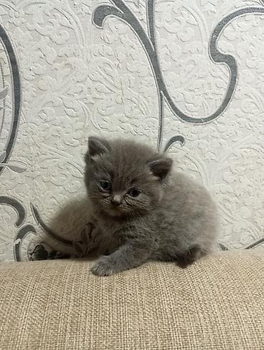 pulsuz pişik: Şotland, Erkək — 4