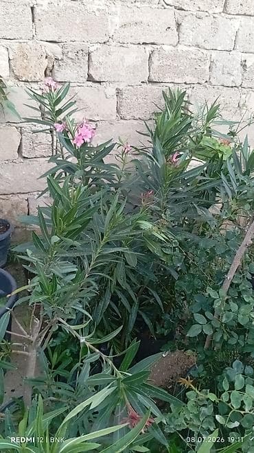 Şitillər: Oleandr (Nerium oleander) fidanları - Rənglər: ağ və açıq çəhrayı — 1