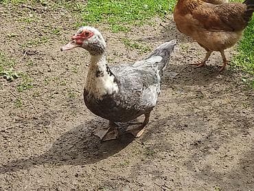 ordək balası və cucə: Bir cüt macar satılır Erkək təmiz qandır aktiv heyvandir, dişi — 3