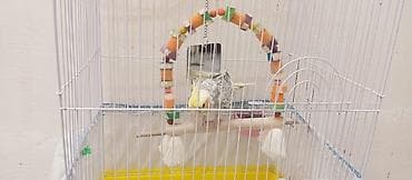 bakida it satisi: Karella erkək Tam ruçnoy əl quşudur. Xüsusiyyətlər: - Qəfəs: ağ metal — 4