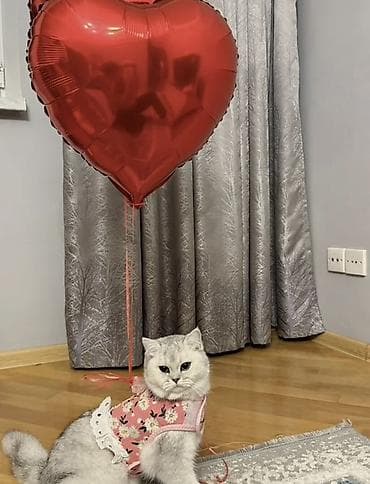 anqora pişik: Şinşilla — 2