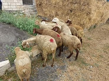 heyvan ve insan seksi: 1 rinci qarına qoyunlar satılır 12 başdı obşi 1 erkek toglu 2 ədədi — 3