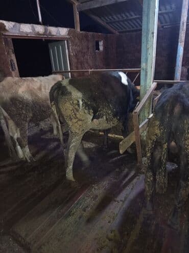 arpa bugda satisi: Satılır: 9 baş erkək dana,bordağa tam yararlı 2 aydır yem verilir — 4