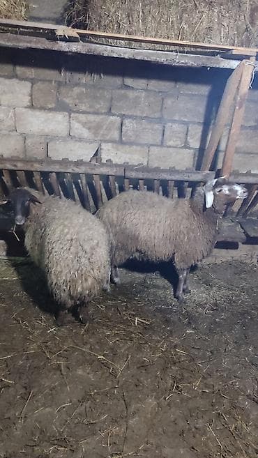 inek adlari azerbaycan: İki baş Şişek Satılır Heyvanlar tam sağlamdır heç bir problemi yoxdu — 6