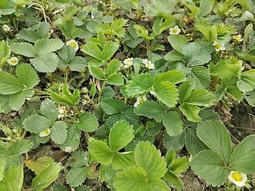 urək tort şəkilləri: Ciyelek stilleri satilir. Murona, albino sortlaridi qarisiqdi. 0.20 — 6