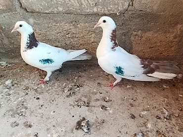 it adlari erkek azeri: Salam gördüyünüz Qusdar satılır her ikisidə mayadi birinin uçuşu var — 2