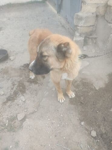 cau cau iti satilir: 9 ay, Dişi, Ünvandan götürmə — 1