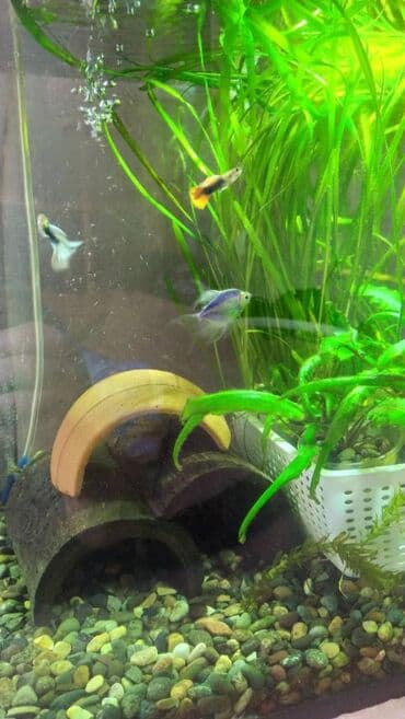 dib balıqları: Quppi, Sülhsevər — 6