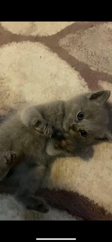 İtlər: Britan, Erkək, Yaxşı əllərə, Ünvandan götürmə, Ödənişli çatdırılma — 1