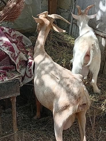 ereb kecisi: Südlük keçi (sağmal) - Cins: yerli südlük tip - Rəng: açıq — 4