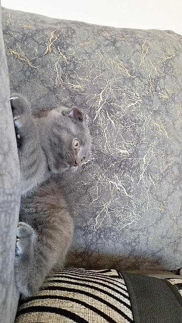 Pişiklər: Şotland yastı qulaq — 7