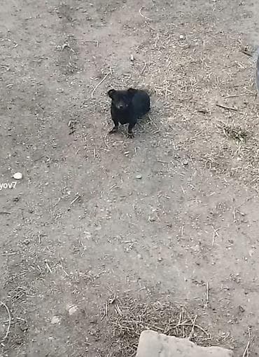 ov itleri satisi: Peyvəndli — 3