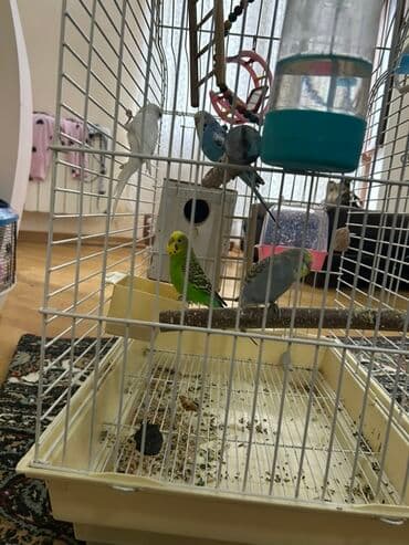 yarasa yuvasi qiymeti: Papuqaylar ve qefes daxil ölçü(40/60) 110 manata satılır Elaqe — 3