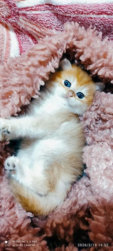 ev pisikləri: Fars, Erkək, Dişi, Yaxşı əllərə, Ünvandan götürmə, Pulsuz çatdırılma, Ödənişli çatdırılma — 7