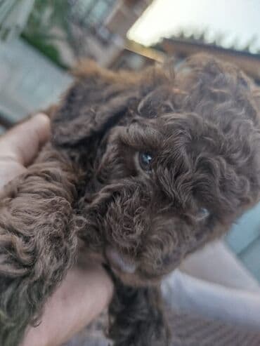 карликовый пудель: Пудель — 6