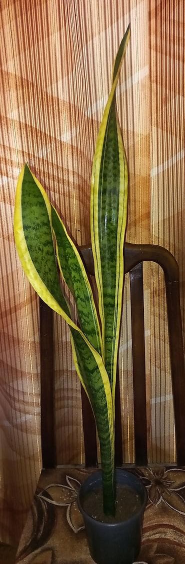 qirmizi kala gulu: Sansevieria trifasciata ‘Laurentii’ 75 - 90 см.(Qaynana dili) – — 2