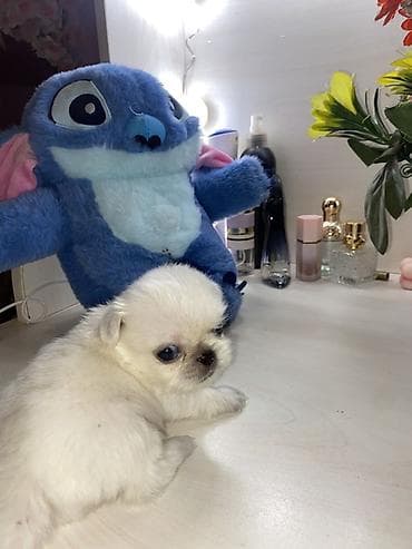 ev itiləri: Məhsul: Pekines balaları - Yaş: 60 günlük - Cins: Pekines - Rənglər — 2