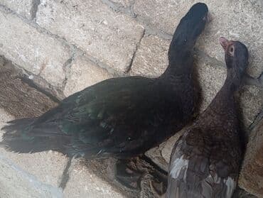 kənd cucələri: Erkək, | Lal ördək, Ətlik, Ünvandan götürmə — 2