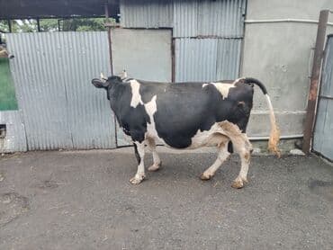 holstein inekleri: Südlük inək - Rəng: qara-ağ, xallı - Cins tipi: Holştin/holştin tipli — 3