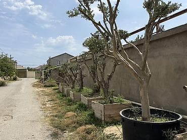 taxta gul qablari: Bonsai üslubunda formalaşdırılmış yetkin zeytun ağacları - Növ: Olea — 9