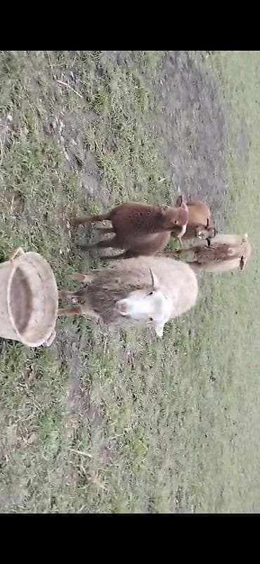 emlik quzu: Toğlu və əmlik quzu 1eded buynuzlu erkey 17.18kq diri cekisi. arxa — 2