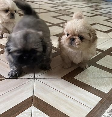 it cinsi adlari: Pekines — 2