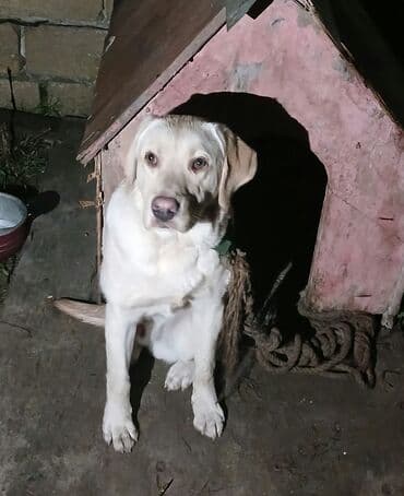 Labrador-retriver, Erkek
