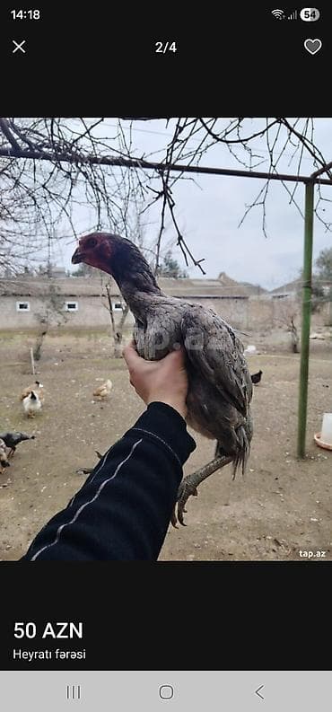 Akvariumlar: Toyuq, Damazlıq — 2