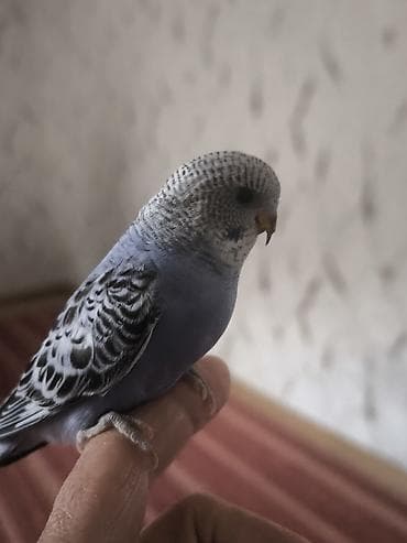 tutuquşlar: Məhsul: Dalmatin naxışlı, mavi çalarları olan dalğalı tutuquşu — 9