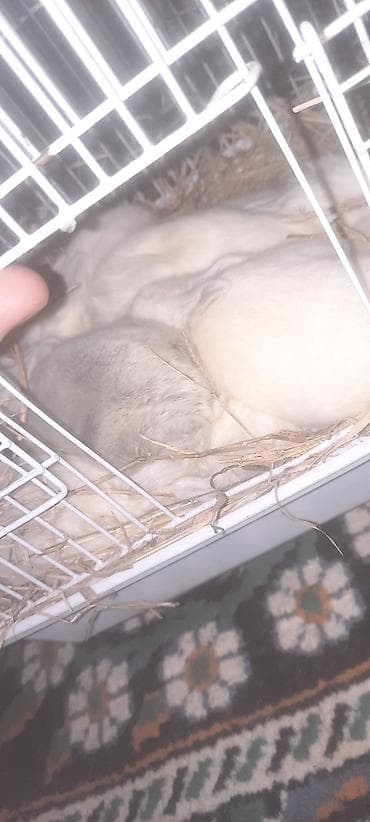 it davasi 2020: Sookk endirim 1 ana 9 bala 70 manat — 4