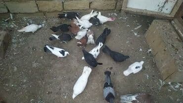 İtlər: Salam 24.25 qusdu hamsi tam saglamdi hopdum biri 2 manatdan bos bos — 5