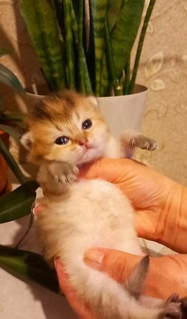 ev pişiyi: Qızıl şinşilla, Erkək — 2