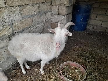 keçi dişi: Dişi, il: 2, Damazlıq, Ünvandan götürmə — 2