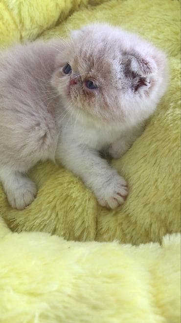 bala keçi: Yumşaq tüklü balaca pişiklər – ev heyvanı axtaranlar üçün ideal seçim! — 6