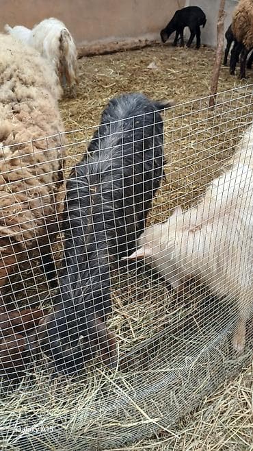 heleb keçisi: 14 eded keci satilir.4 erkek 10 disi.disiler hamsi tekesini — 9