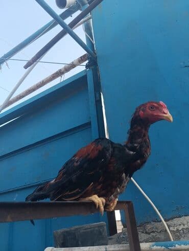 heyratı barter: Xoruz, Heyratı, il: 1 — 1