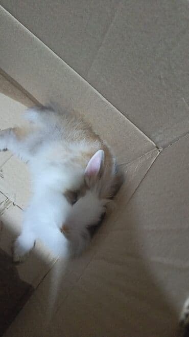 Lincoln: Sahiblendirilir. (pulsuz — 1