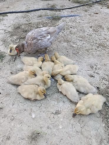 mandarin ordək: Bu müsk ərdəklər, sarı rəngli balaları və gri rəngli böyükləri ilə — 2