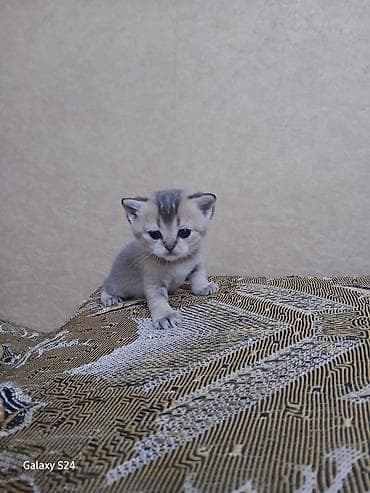 шотландская серебристая шиншилла купить: Британская — 4