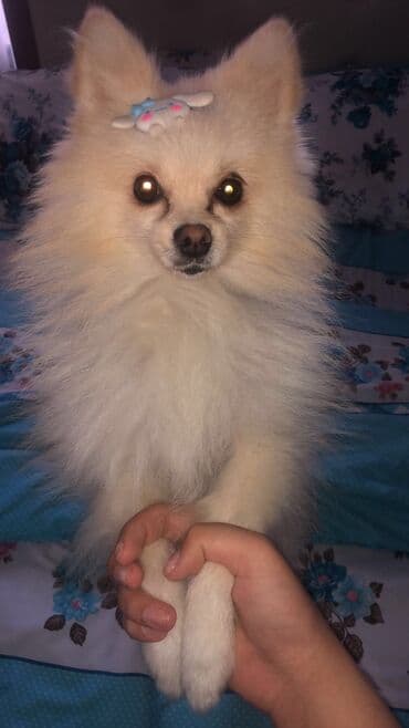 собака шпиц: купить: Шпиц, 6 месяцев, Самец, С прививками, Самовывоз — 3