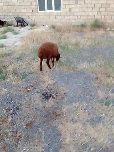 kreditle heyvan satisi: Dişi quzu satılır istəyən olsa yazsın real alıcıya yol pulu keçərəm — 4