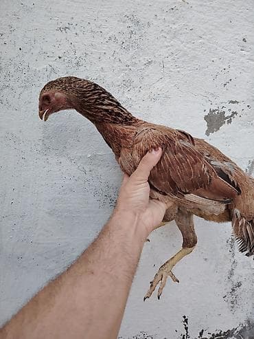 yaponka cucəsi: Toyuq cücələri, Damazlıq — 3