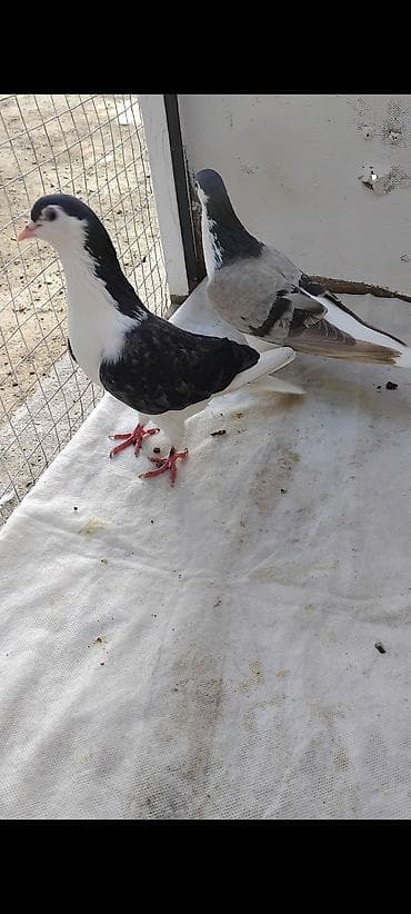 xacmaz heyvan bazari: 3 cüt delfin cütü 35 manat sağlam heyvandlar — 4