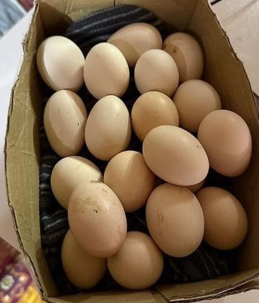 helba bitkisi faydaları: Heyratı yumurtası satılır Xaiş edirem Ciddi alıcı narahat elesin ……… — 1