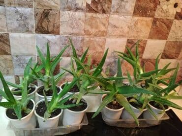 Təmir və tikinti: Алое саженцы — 1