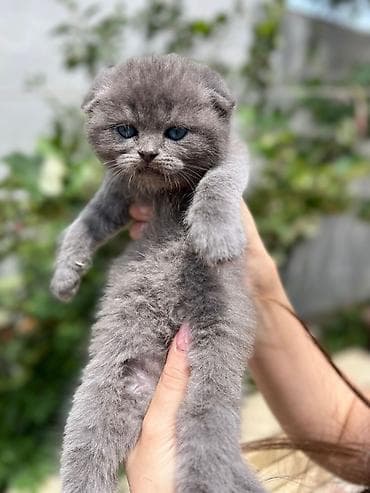 Şotland yastı qulaq, Dişi, Erkək, Yaxşı əllərə, Ünvandan götürmə, Ödənişli çatdırılma, Rayonlara çatdırılma